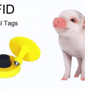 UHF RFID donuzlara şəxsiyyət vəsiqəsi qoyur və onların doğulduğu andan kəsimə qədər həyatını izləyir
