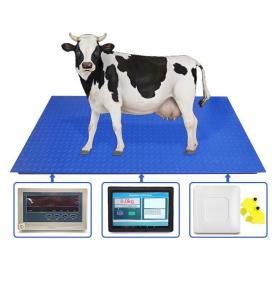 RFID mal-qara qulaq etiketinin tanınması çəki sistemi elektron heyvan tərəzisi Ağıllı sensor ekranlı RFID heyvan qulaq etiketinin tanınması döşəmə tərəzisi
