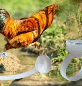 RFID qaçan toyuq pilləsi sayma ayaq biləyi, RFID yeriyən toyuq addım sayma ayaq biləyi, RFID göyərçin addım sayma ayaq biləyi, 2.4G RFID addım sayma ayaq biləyi