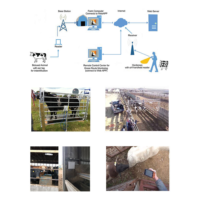 RFID Heyvanların izlənməsi, identifikasiyası və idarəetmə sistemi