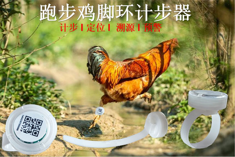 ayaq biləyi, RFID yeriyən toyuq pilləsi sayan ayaq biləyi, RFID göyərçin addım sayan ayaq biləyi, 2.4G RFID addım sayan ayaq biləyi